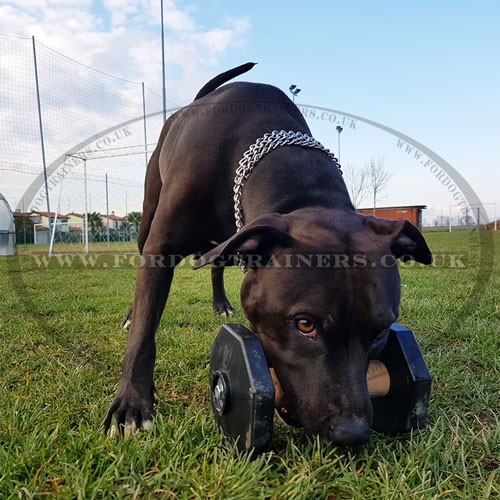 Dog Training Dumbbell